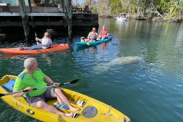 Kayakers paddling through the canal as manatees pass nearby.
