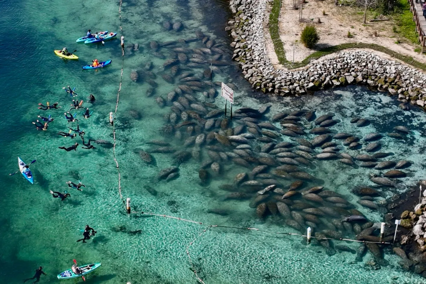 Aerial view of manatees and visitors in the water outside Three Sisters Springs.
