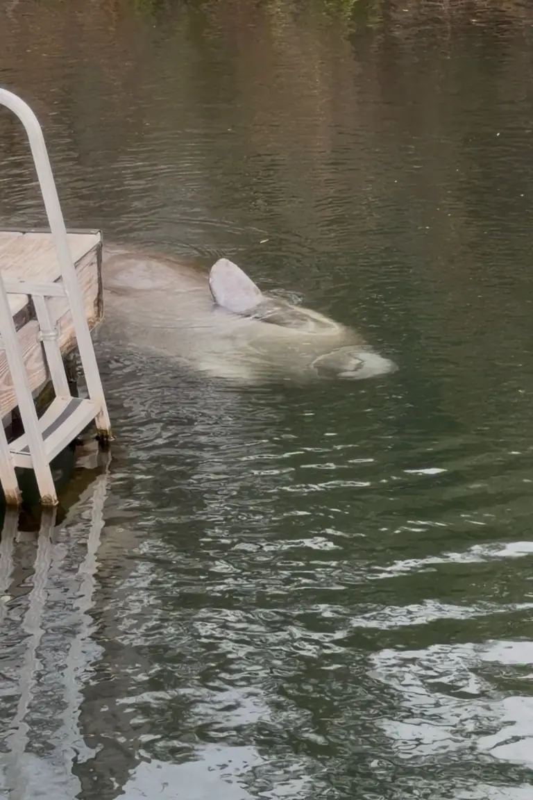 Manatee swimming beside a dock ladder in the canal.