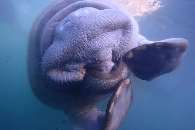 Close underwater view of a manatee facing the camera.