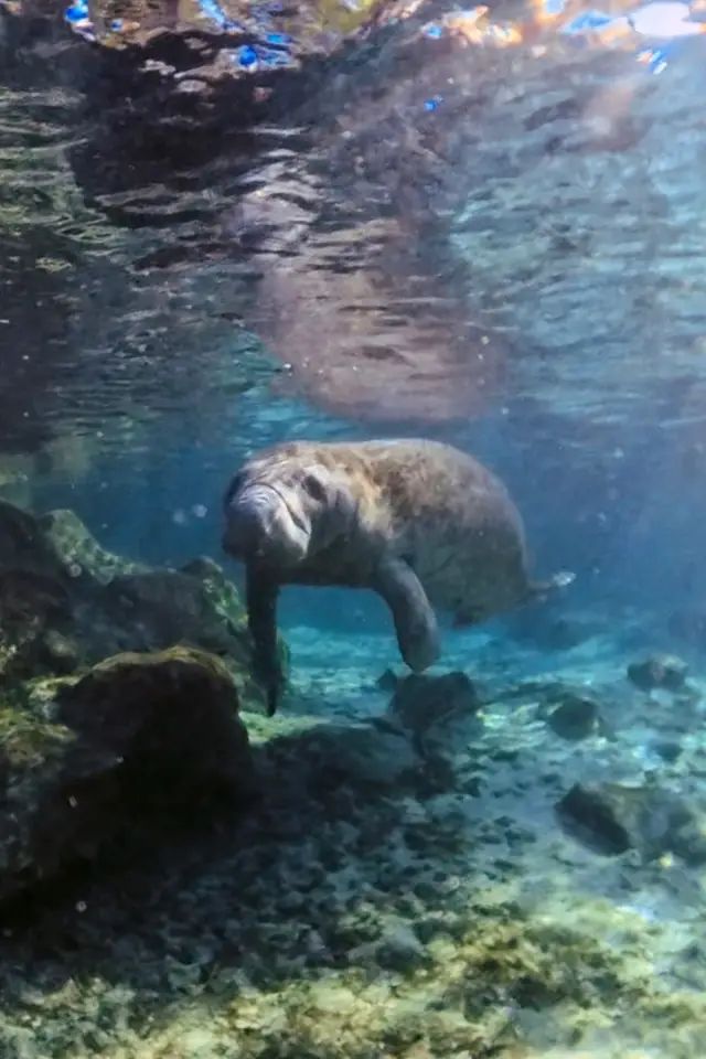 Manatee swimming above the spring floor at Three Sisters Springs.