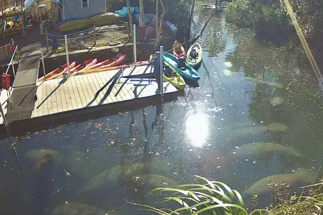 Manatees gathered in the canal beside the kayak dock.