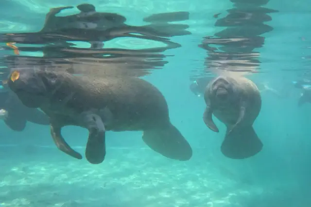 Manatees swimming together in clear water during a guided swim tour.
