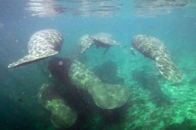 Manatees swimming through clear water near Three Sisters Springs.