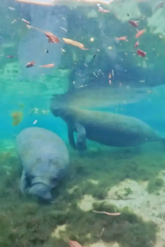 Two manatees resting underwater at Three Sisters Springs.