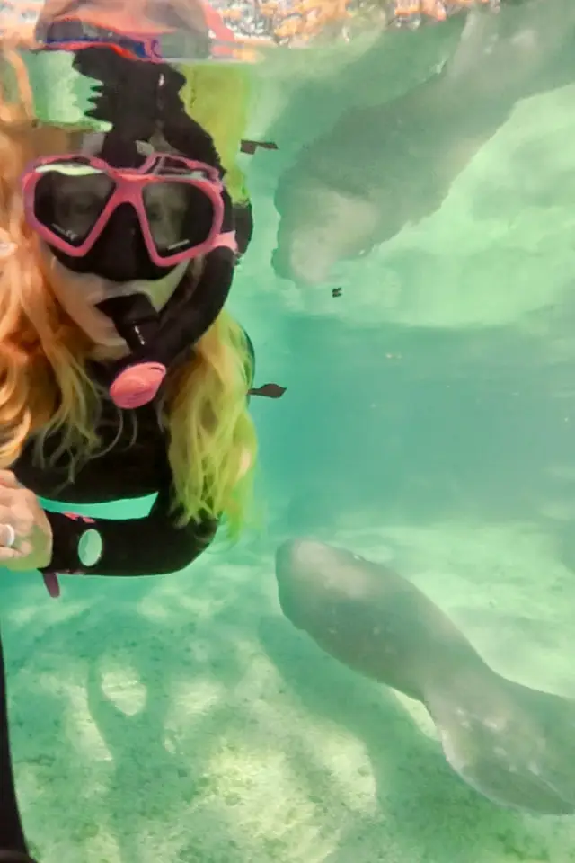 Snorkeler and manatee sharing the clear water at Three Sisters Springs.