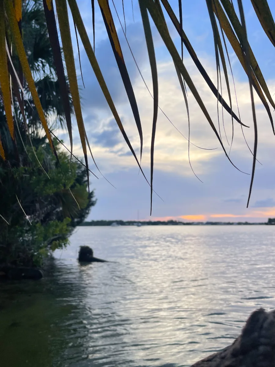 Palm fronds framing a sunset over the water on Kings Bay in Crystal River.