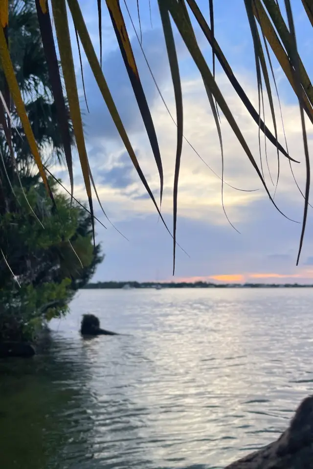Kings Bay shoreline at sunset framed by palm fronds.
