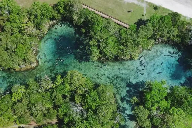 Aerial view of Three Sisters Springs, its boardwalk, and manatees in the clear water.